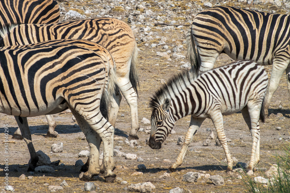 Close up of a baby mountain zebra following the herd, wildlife safari and game drive in Namibia, Africa Close up of a baby mountain zebra following the herd, wildlife safari and game drive in Namibia, Africa