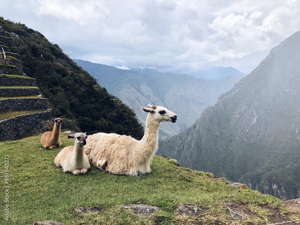 Fototapeta premium llama in the mountains