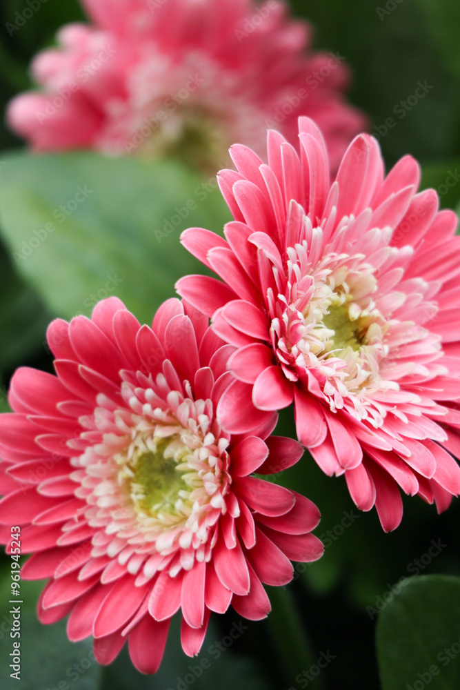 Fototapeta premium Pink Barberton Daisy Flowers
