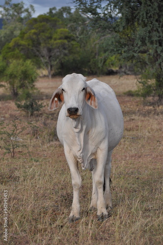 White cow graze in outback of Northern Territory in Australia