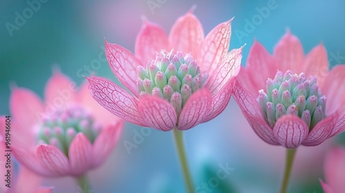 delicate floral beauty closeup of pink astrantia blooms with intricate petal structure soft focus background of lush garden greenery creates dreamy atmosphere photo