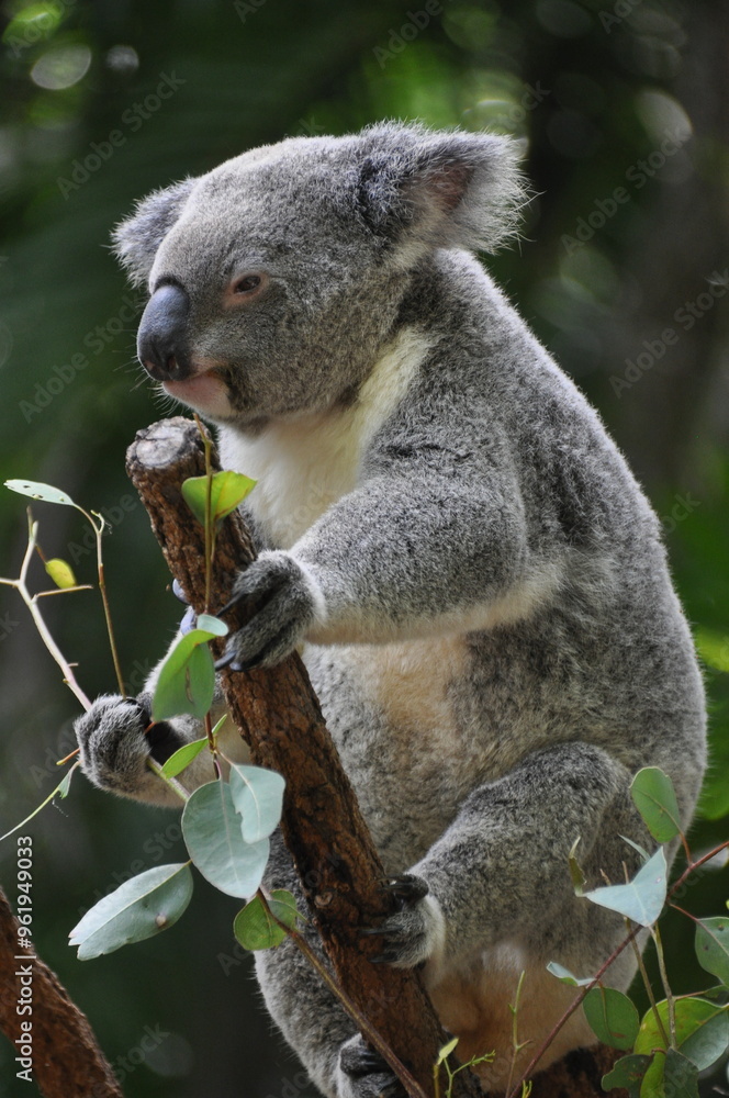 Fototapeta premium Cute koala chewing eucalyptus leaves, Australia