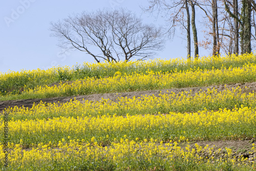 満開の菜の花畑