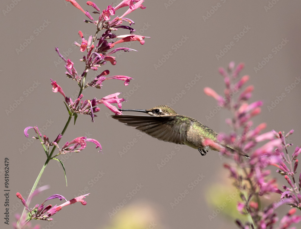 hummingbird feeding on flower