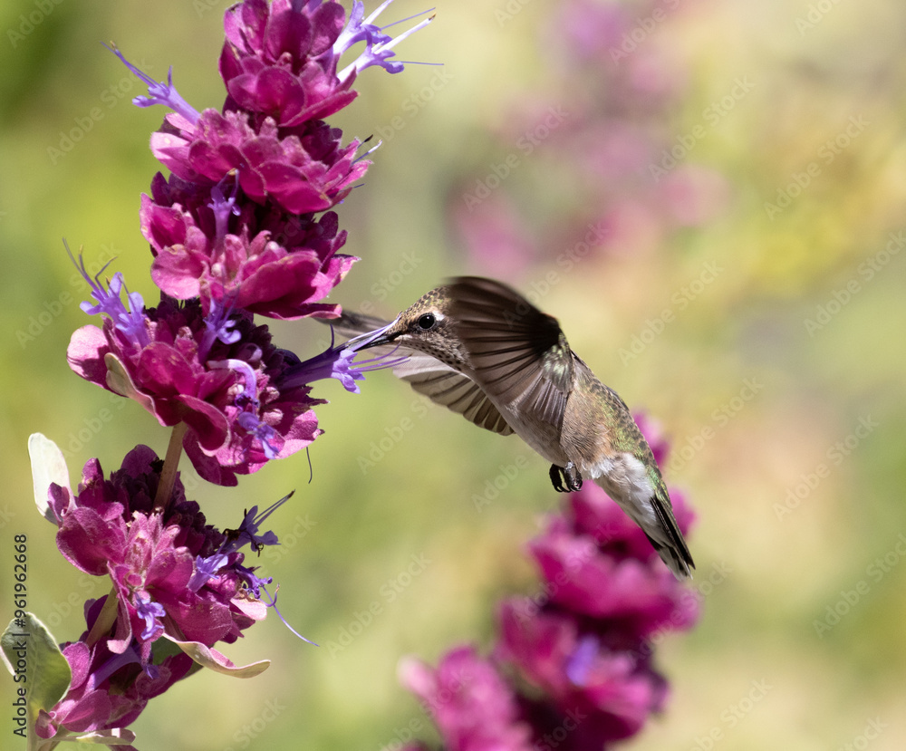hummingbird feeding on flower