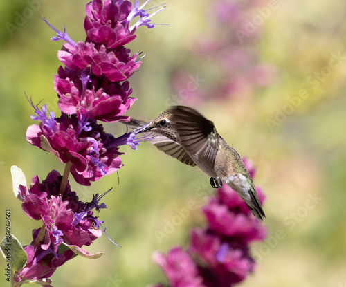 hummingbird feeding on flower
