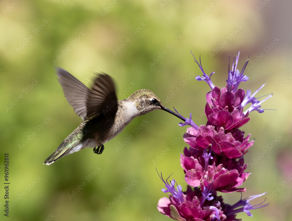 hummingbird feeding on flower