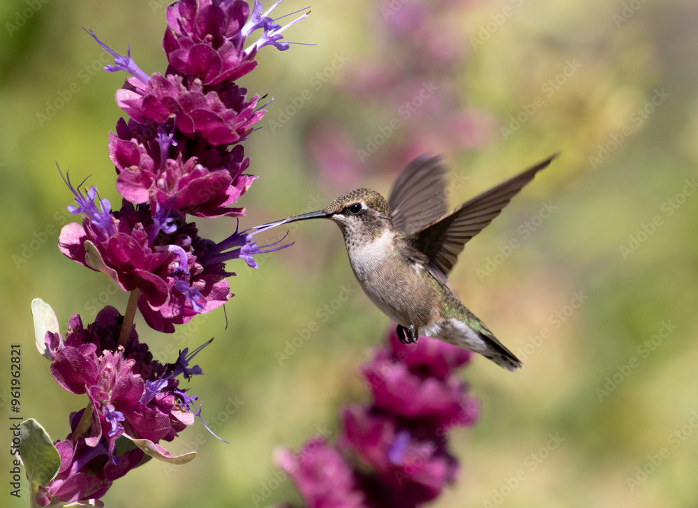 hummingbird feeding on flower