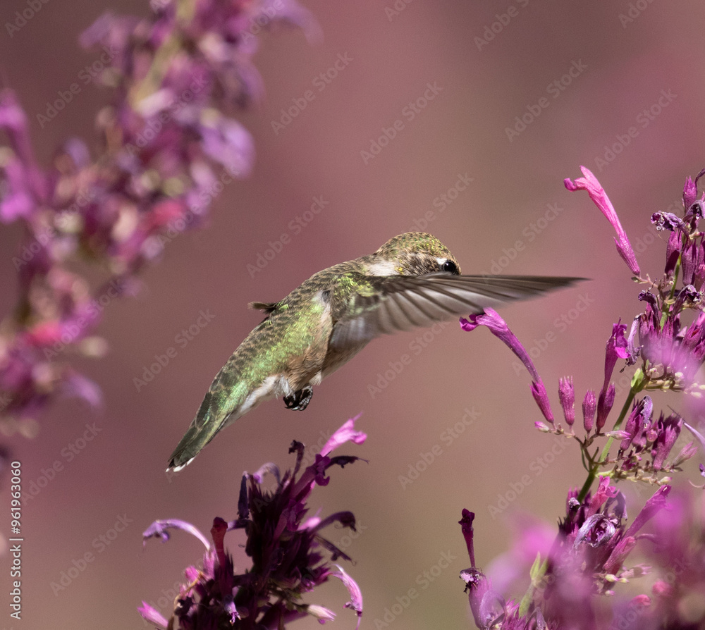 hummingbird feeding on flower