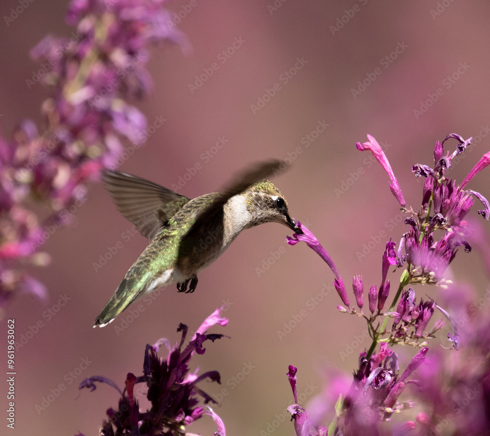 hummingbird feeding on flower