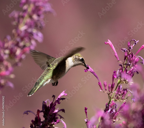 Obraz na płótnie hummingbird feeding on flower w salonie