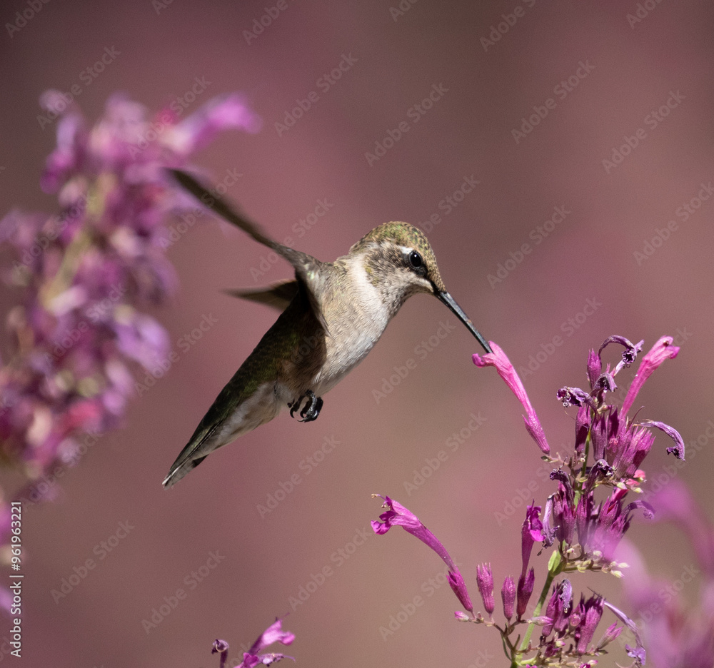 hummingbird feeding on flower