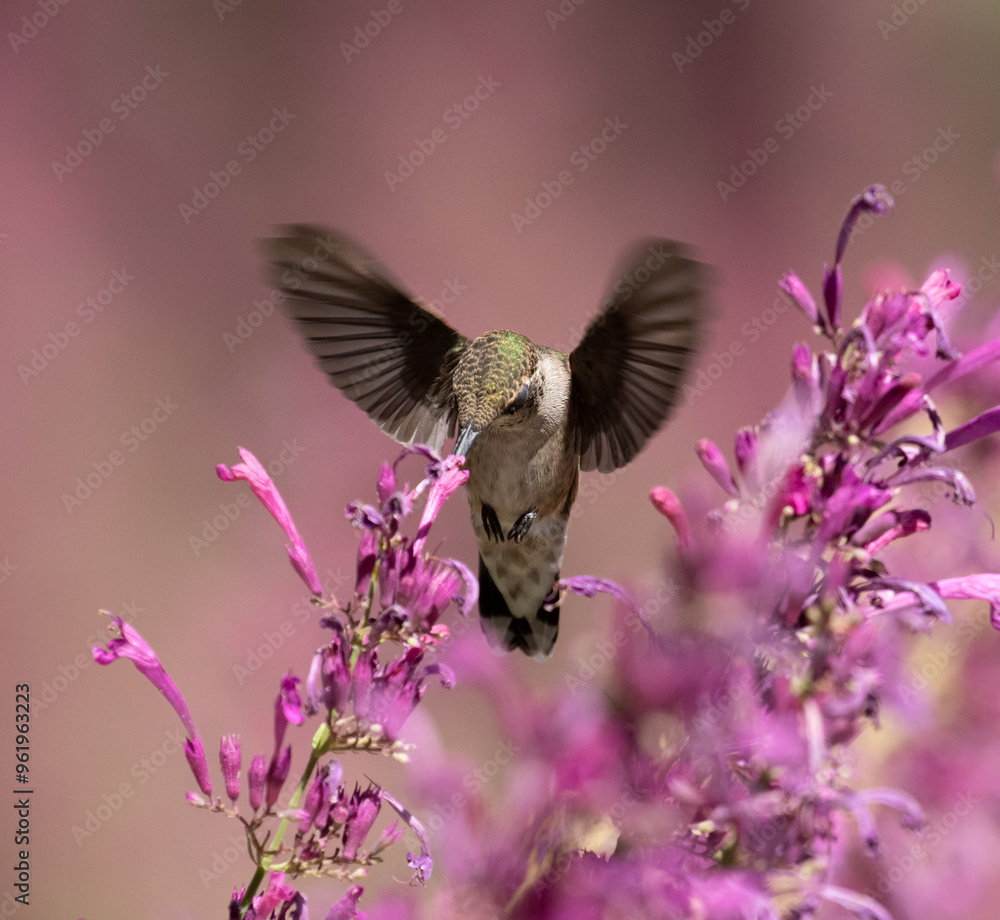 hummingbird feeding on flower