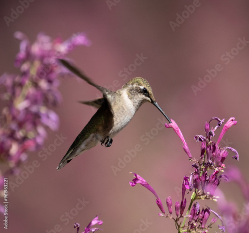 Obraz na płótnie hummingbird feeding on flower w salonie