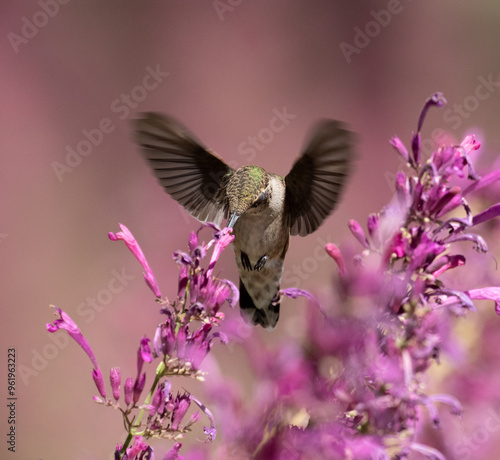 Obraz na płótnie hummingbird feeding on flower w salonie