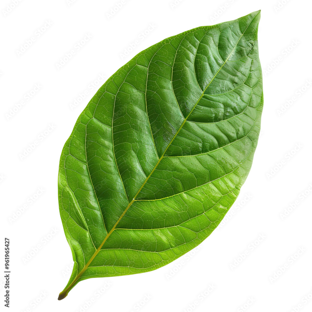 Obraz premium green leaf isolated on white
