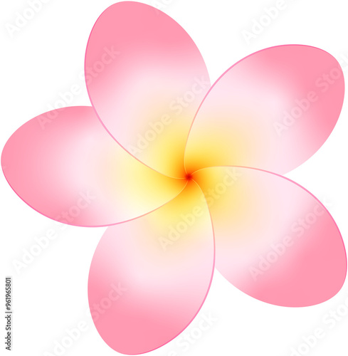 Pink frangipani tropical flower transparent isolated illustration. Exotic plumeria head, floral decoration.