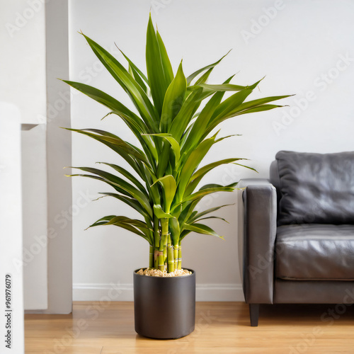 modern bamboo plant minimal modern pot living room with floral design indoor Dracaena fragrans in a stylish home interior photo