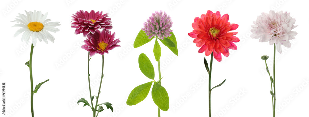 Different beautiful flowers isolated on white, set Different beautiful flowers isolated on white, set