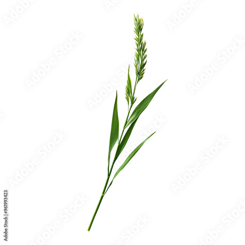 Isolated green reed plant on white background. Perfect for botanical, nature, and environmental projects. photo