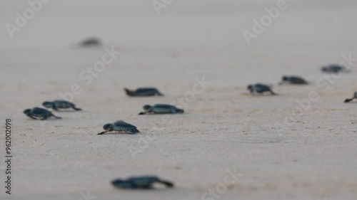 baby turtle walking on the beach sand towards the sea, indonesia 