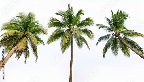 Three Coconut Palm Trees Isolated on White Background, Tropical Nature Theme, Exquisite Foliage, Summer Vibes, Beach Holiday Concept, Vibrant Green Leaves, Perfect for Travel and Landscaping Projects