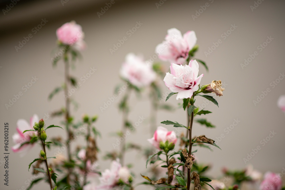 Delicate pink blossoms in a soft focus garden background Delicate pink blossoms in a soft focus garden background