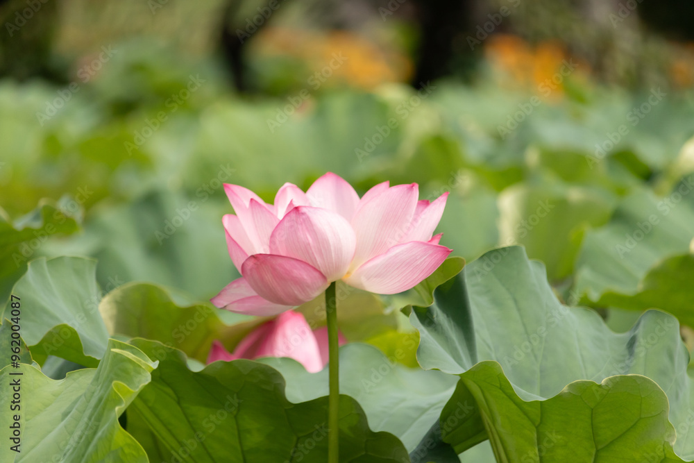 Beautiful Indian Lotus was laying on a pond. The pink petals stretched out to the sun like solar panels capturing light. The edges darker a color than the interior. Big green leaves all around. Beautiful Indian Lotus was laying on a pond. The pink petals stretched out to the sun like solar panels capturing light. The edges darker a color than the interior. Big green leaves all around.