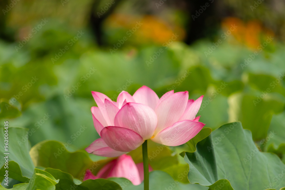 Beautiful Indian Lotus was laying on a pond. The pink petals stretched out to the sun like solar panels capturing light. The edges darker a color than the interior. Big green leaves all around. Beautiful Indian Lotus was laying on a pond. The pink petals stretched out to the sun like solar panels capturing light. The edges darker a color than the interior. Big green leaves all around.