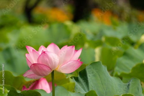 Beautiful Indian Lotus was laying on a pond. The pink petals stretched out to the sun like solar panels capturing light. The edges darker a color than the interior. Big green leaves all around.