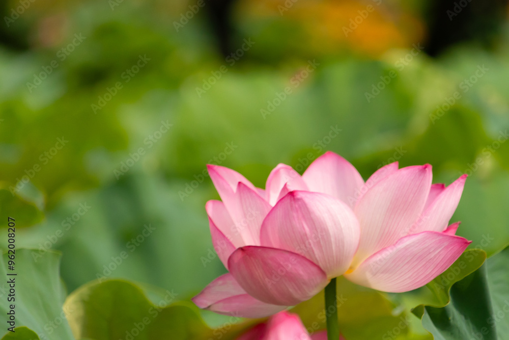 Beautiful Indian Lotus was laying on a pond. The pink petals stretched out to the sun like solar panels capturing light. The edges darker a color than the interior. Big green leaves all around. Beautiful Indian Lotus was laying on a pond. The pink petals stretched out to the sun like solar panels capturing light. The edges darker a color than the interior. Big green leaves all around.