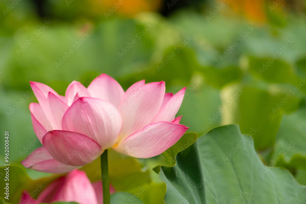 Beautiful Indian Lotus was laying on a pond. The pink petals stretched out to the sun like solar panels capturing light. The edges darker a color than the interior. Big green leaves all around. Beautiful Indian Lotus was laying on a pond. The pink petals stretched out to the sun like solar panels capturing light. The edges darker a color than the interior. Big green leaves all around.