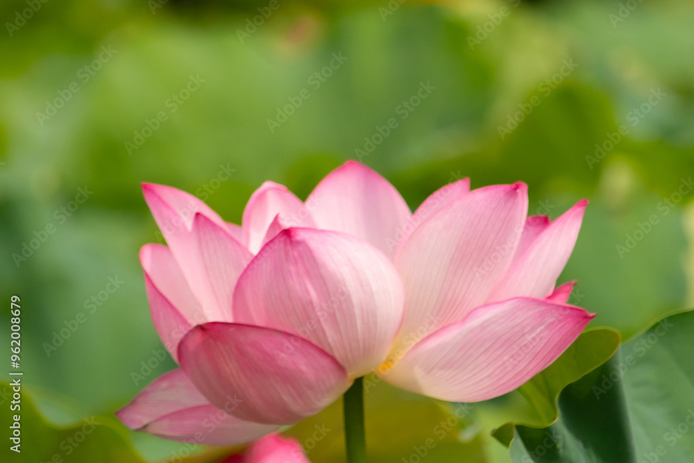 Beautiful Indian Lotus was laying on a pond. The pink petals stretched out to the sun like solar panels capturing light. The edges darker a color than the interior. Big green leaves all around. Beautiful Indian Lotus was laying on a pond. The pink petals stretched out to the sun like solar panels capturing light. The edges darker a color than the interior. Big green leaves all around.