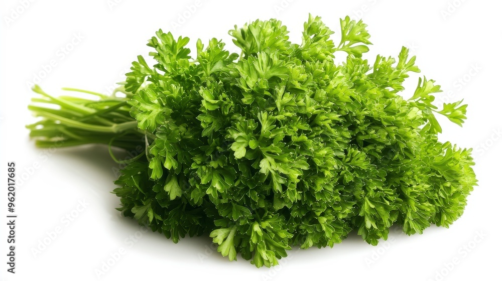 Fresh Parsley Bunch Isolated on White Background with Crisp Detail and Soft Blurred Background - High Resolution Stock Photo Fresh Parsley Bunch Isolated on White Background with Crisp Detail and Soft Blurred Background - High Resolution Stock Photo