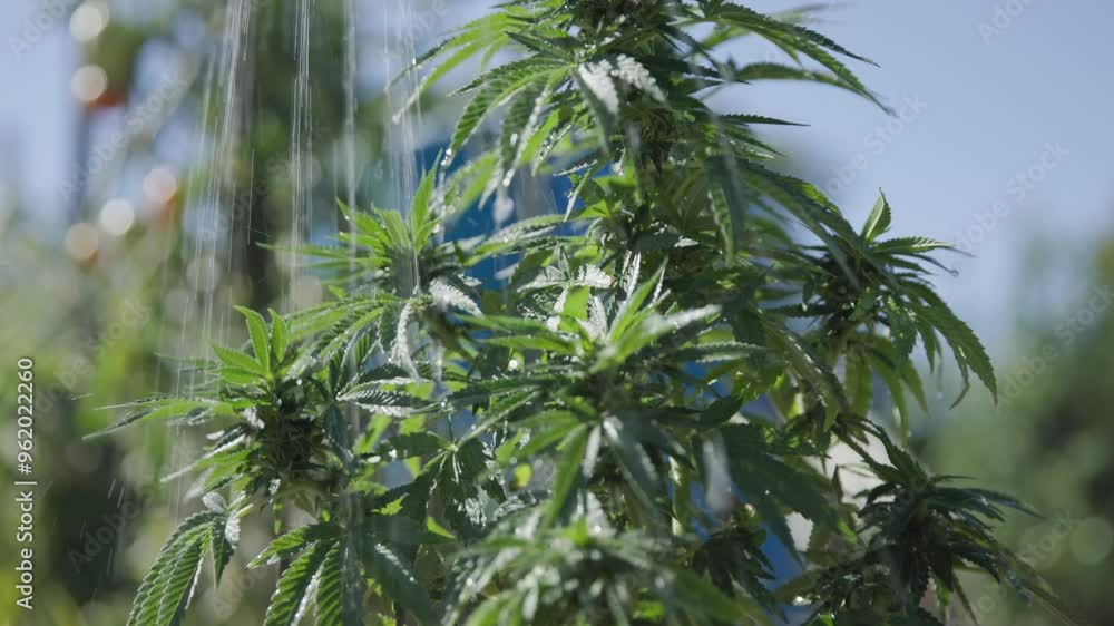 Watering hose water in a small garden and farm onto cannabis marijuana green plants in a detailed slow motion view of the herb's growth and legalization in central Ohio in the United States Watering hose water in a small garden and farm onto cannabis marijuana green plants in a detailed slow motion view of the herb's growth and legalization in central Ohio in the United States
