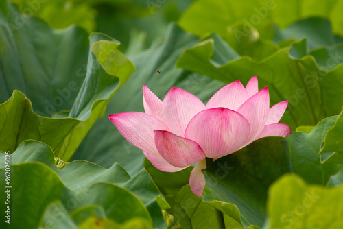 Beautiful Indian Lotus was laying on a pond. The pink petals stretched out to the sun like solar panels capturing light. The edges darker a color than the interior. Big green leaves all around. photo