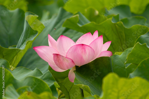 Beautiful Indian Lotus was laying on a pond. The pink petals stretched out to the sun like solar panels capturing light. The edges darker a color than the interior. Big green leaves all around. photo