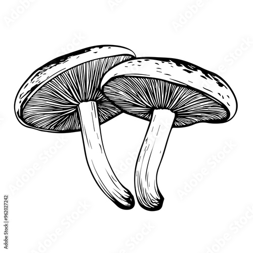 Mushroom Vector