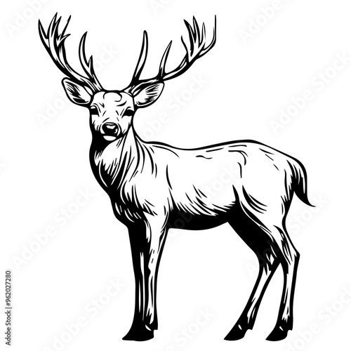 Deer Vector