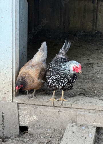 Chickens