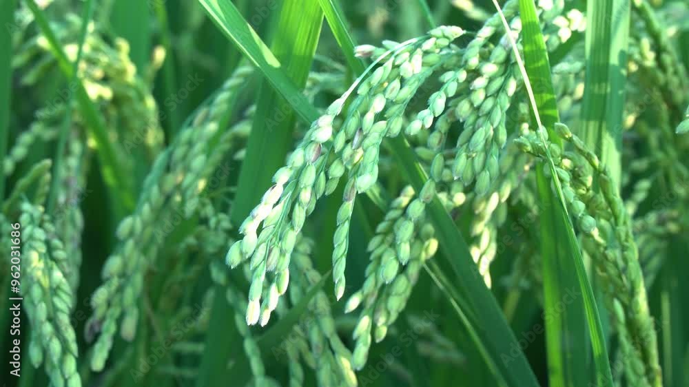 Japanese Rice is ripening all over the fields in Hiroshima Prefecture, Japan. Rice Fields in Hiroshima, Japan. Japanese Rice is ripening all over the fields in Hiroshima Prefecture, Japan. Rice Fields in Hiroshima, Japan.