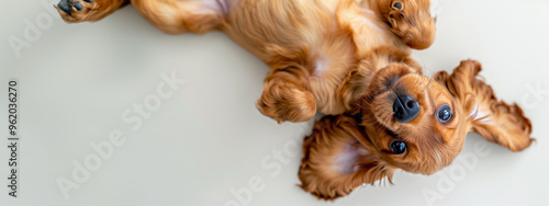 Playful puppy lying on its back, looking up with big eyes and floppy ears, capturing a moment of joy and curiosity photo