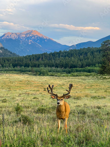 deer in the mountains