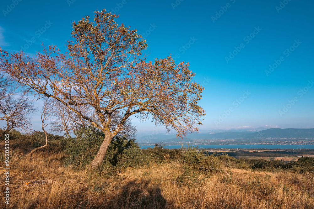 arbre solitaire dans la prairie sèche, mont Mourex arbre solitaire dans la prairie sèche, mont Mourex