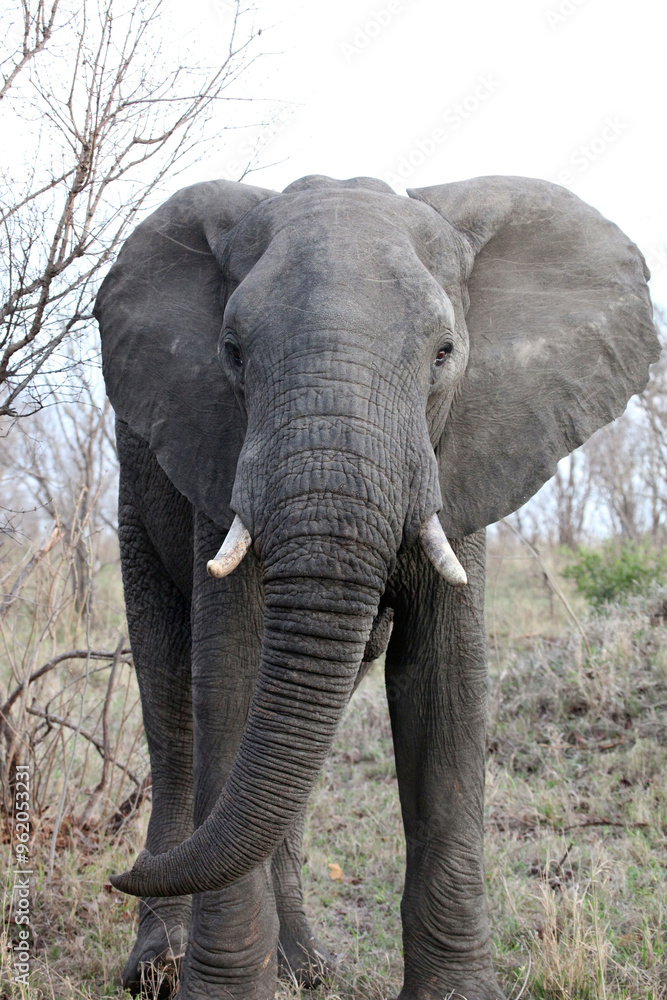 Fototapeta premium Closeup of a large African Elephant facing the viewer, Sabi Sands, South Africa 