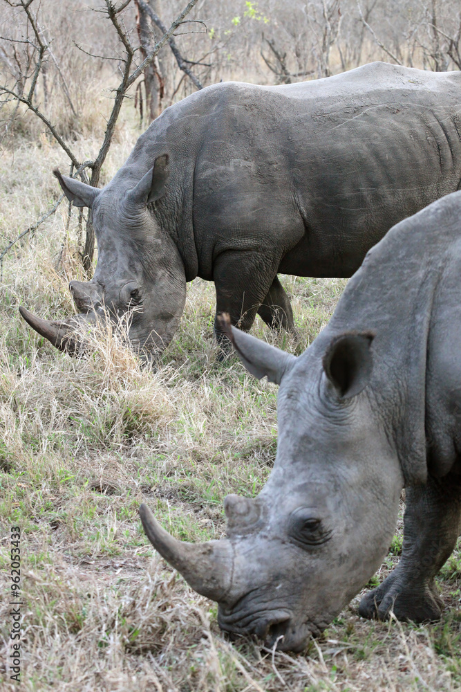Closeup of two Rhinos grazing in the early morning, South Africa
Closeup of two Rhinos grazing in the early morning, South Africa