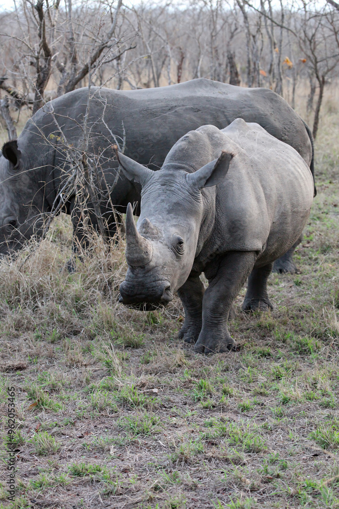 Closeup of two Rhinos in the early morning, South Africa
Closeup of two Rhinos in the early morning, South Africa
