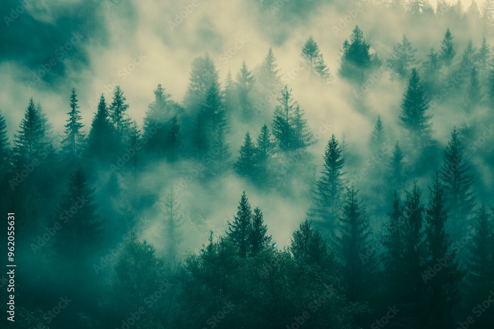 coniferous forest in a muddy fog dark background coniferous forest in a muddy fog dark background