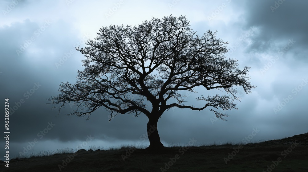 A bare tree in silhouette against a foreboding gray sky, perfect for moody or introspective scenes A bare tree in silhouette against a foreboding gray sky, perfect for moody or introspective scenes