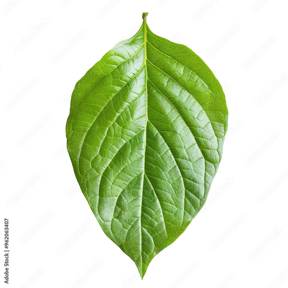 Obraz premium green leaf isolated on white